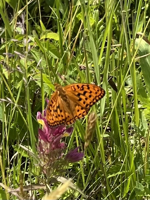 Argynnis adippe - ezüstös gyöngyházlepke