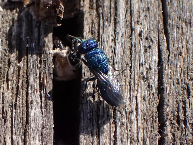 Chrysididae - fémdarazsak