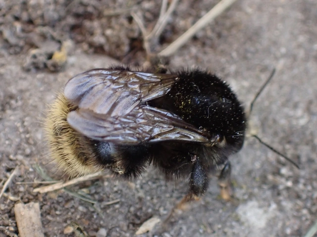 Bombus - poszméhek