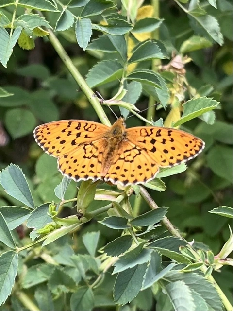 Brenthis daphne - málna-gyöngyházlepke