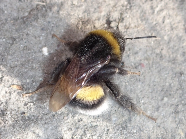 Bombus - poszméhek
