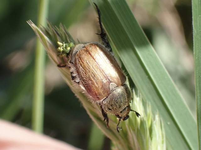 Chaetopteroplia segetum - rozsszipoly