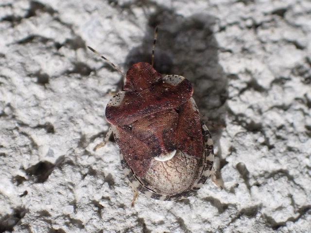 Dyroderes umbraculatus Dyroderes umbraculatus