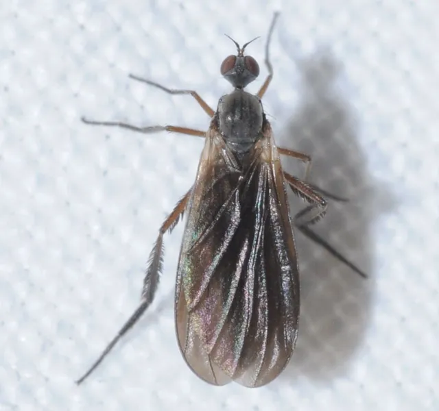 Empididae - táncoslegyek Empididae - táncoslegyek