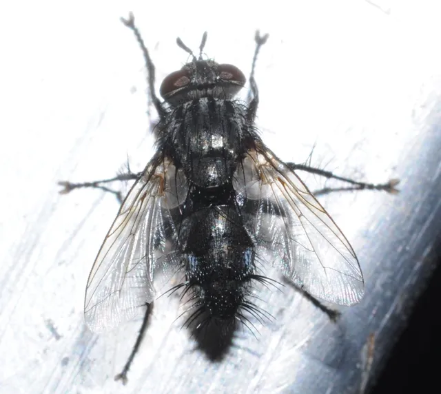 Tachinidae - fürkészlegyek