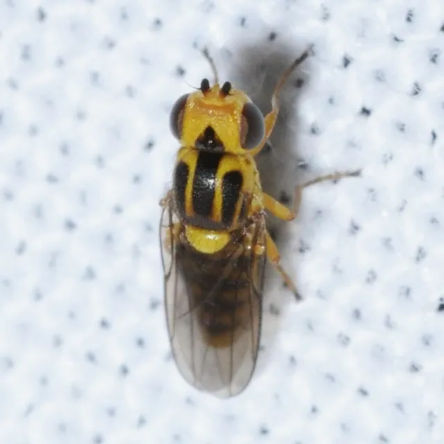 Chlorops