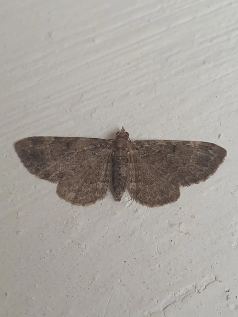 Pasiphila chloerata - hamvas törpearaszoló