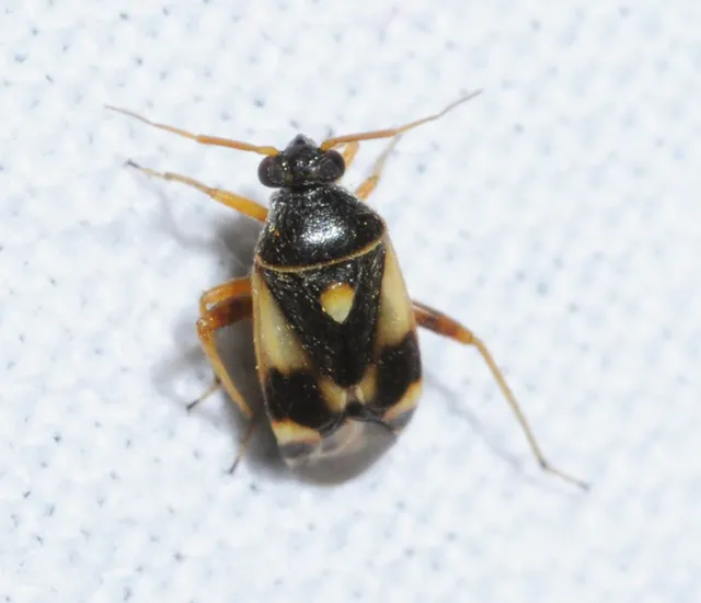 Polymerus Polymerus