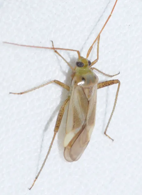 Adelphocoris lineolatus - lucernapoloska