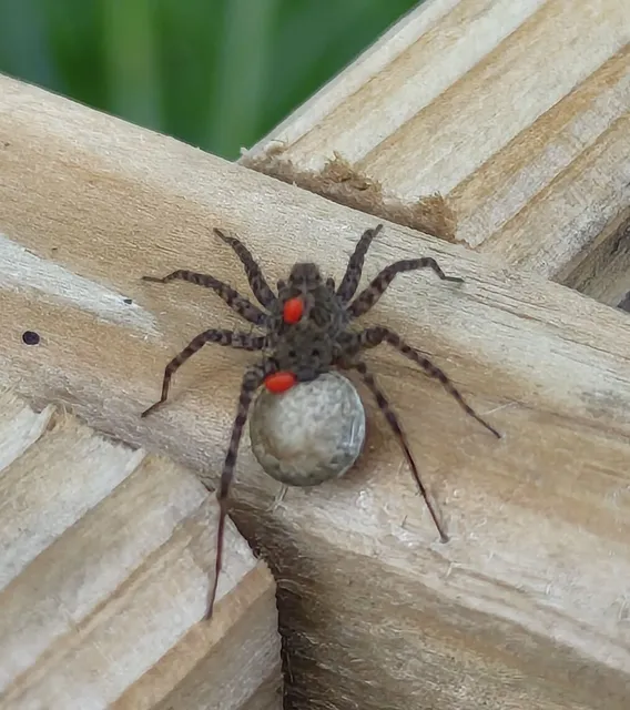 Pardosa