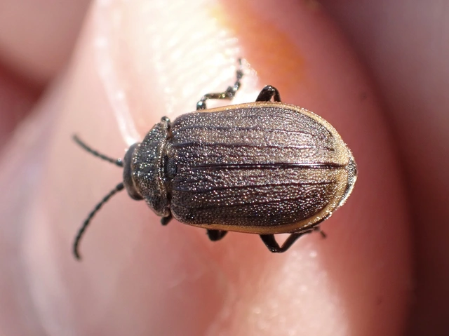 Galeruca pomonae - barna olajosbogár
