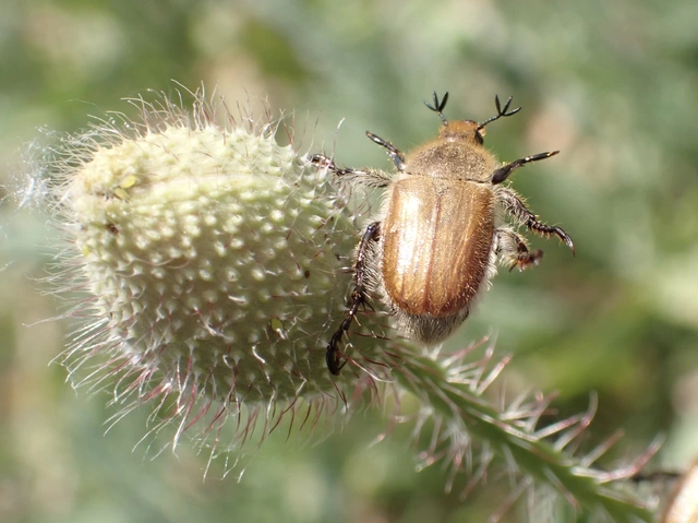 Chaetopteroplia segetum - rozsszipoly