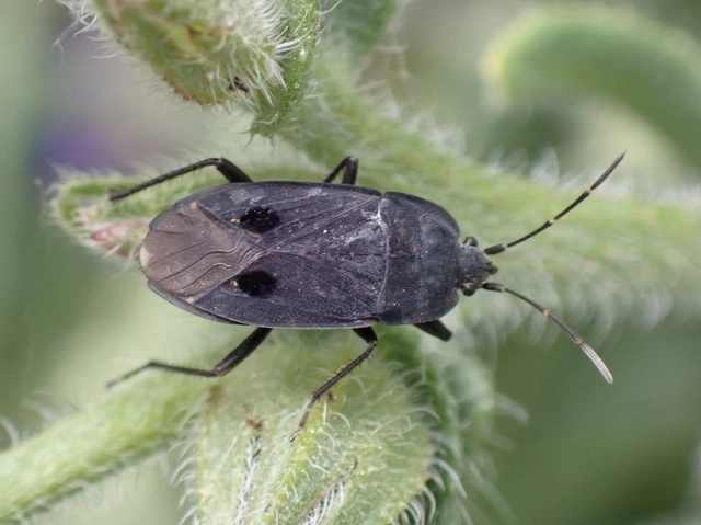 Graptopeltus validus