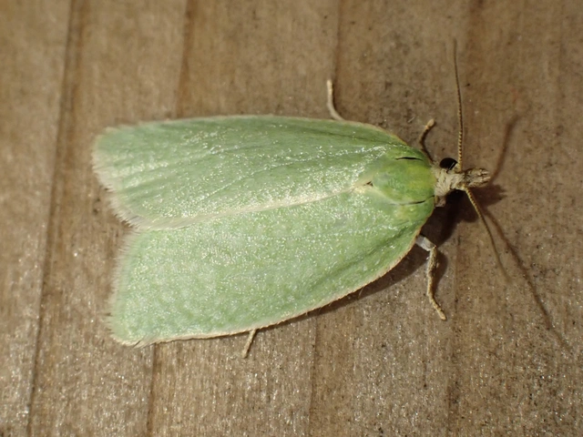 Tortrix viridana - tölgyilonca