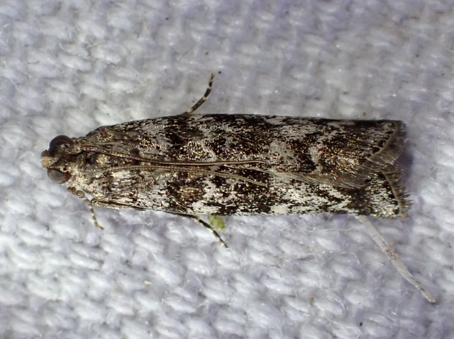 Dioryctria