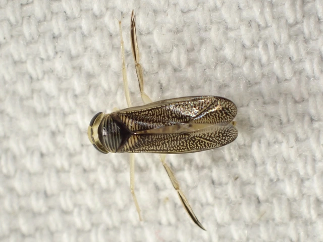 Corixidae - búvárpoloskák Corixidae - búvárpoloskák