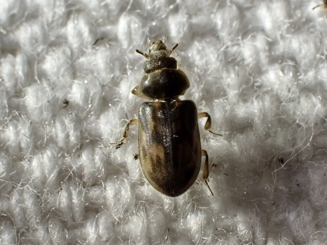 Heterocerus