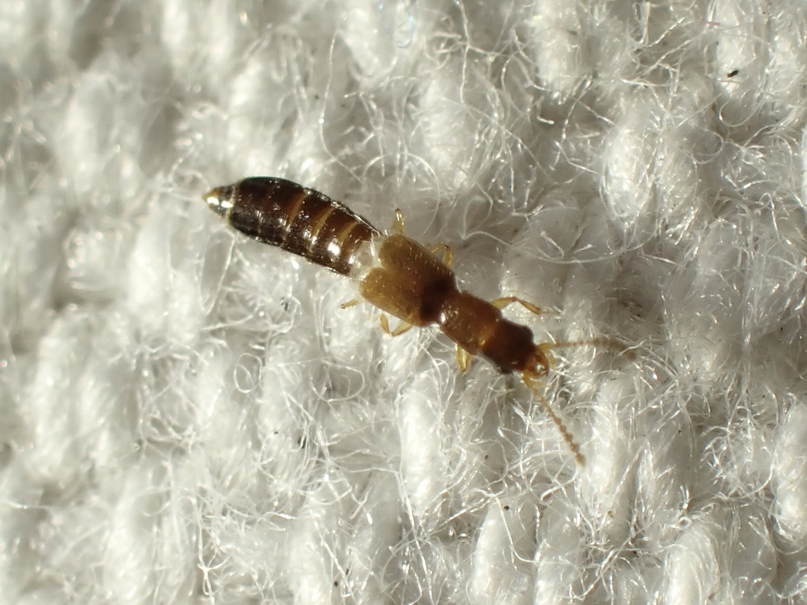 Planeustomus palpalis - kis aknászholyva