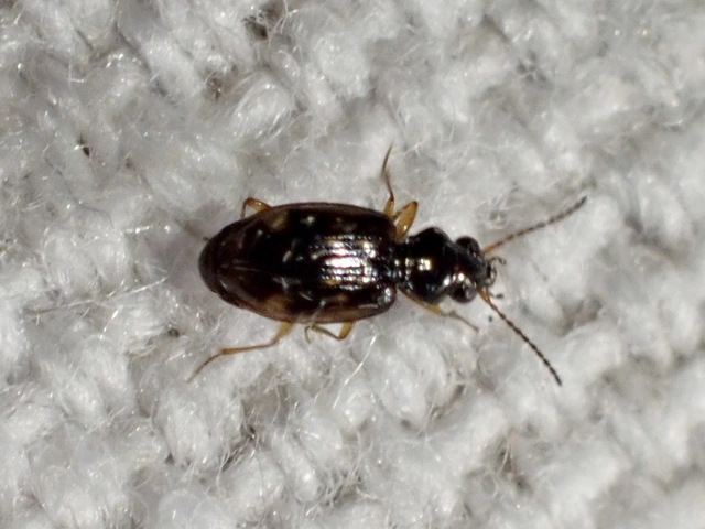 Bembidion octomaculatum - nyolcfoltos gyorsfutó