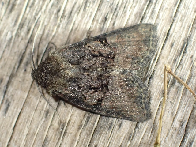 Oligia latruncula - fekete dudvabagoly