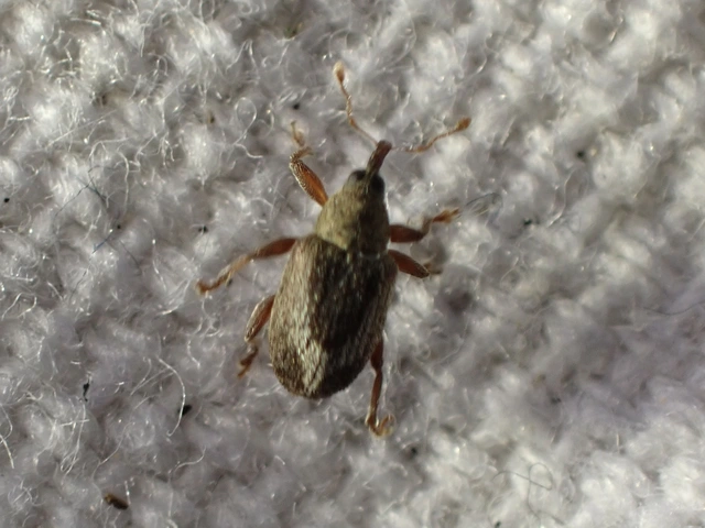 Lignyodes suturatus - barázdás kőrismagormányos