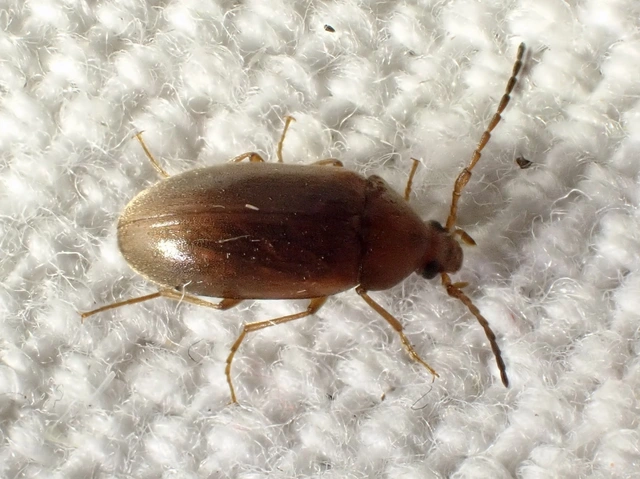 Isomira antennata - vastagcsápú alkonybogár