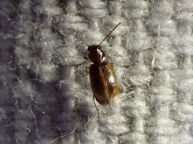 Acupalpus luteatus - barna törpefutonc