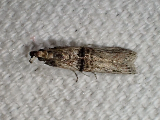 Nephopterix angustella - kecskerágó-karcsúmoly