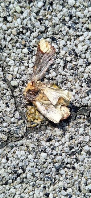 Phalera bucephala - sárgafoltos púposszövő
