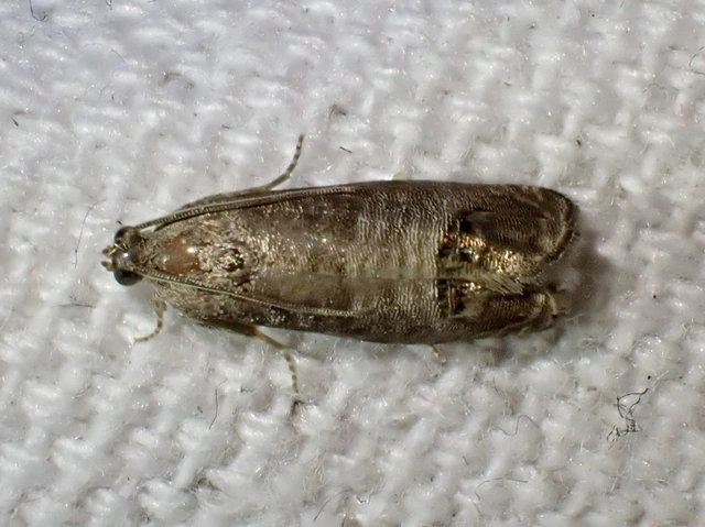 Cydia pomonella - almamoly