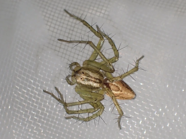 Oxyopes lineatus