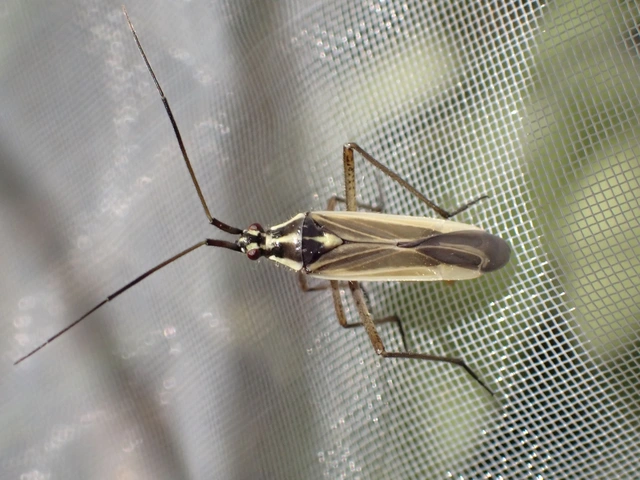 Leptopterna dolabrata - közönséges mezeipoloska