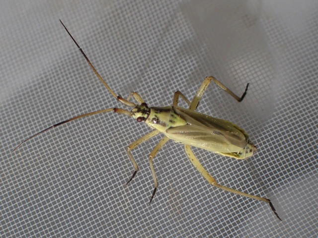 Leptopterna dolabrata - közönséges mezeipoloska