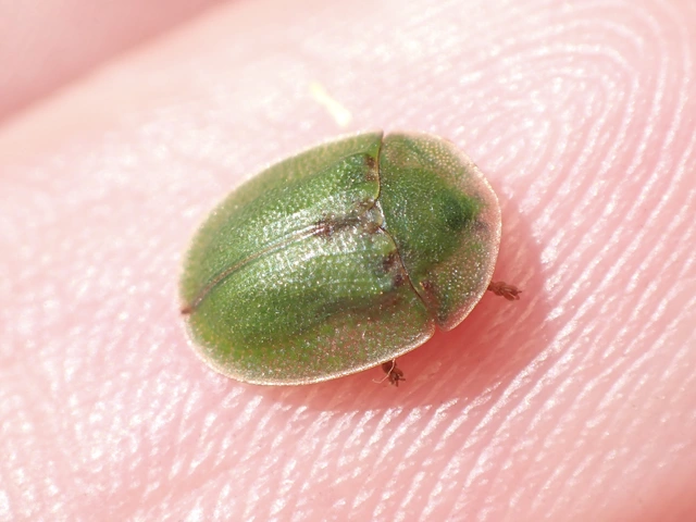 Cassida rubiginosa - lapos pajzsbogár Cassida rubiginosa - lapos pajzsbogár