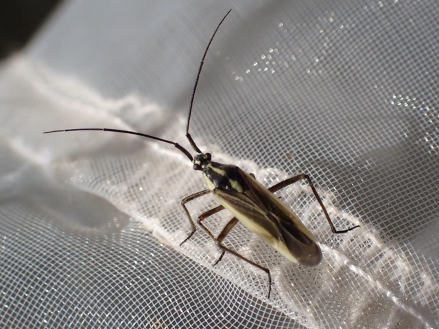 Leptopterna dolabrata - közönséges mezeipoloska
