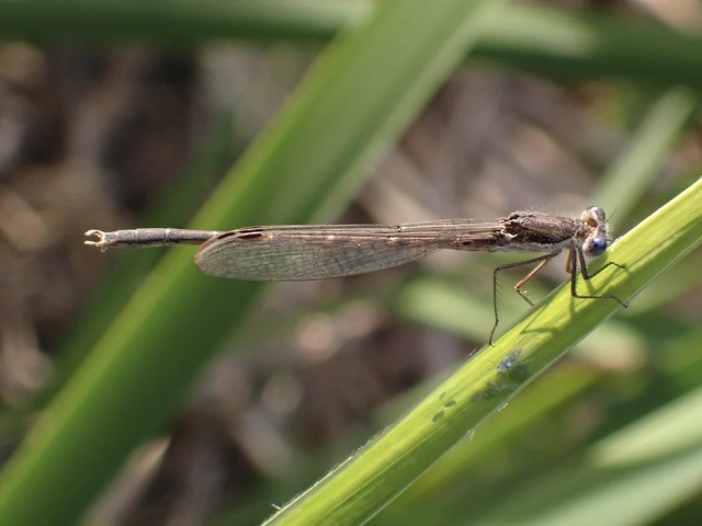 Sympecma fusca - téli rablószitakötő
