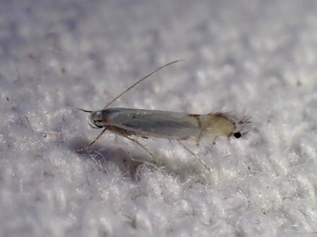 Phyllocnistis