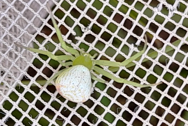 Ebrechtella tricuspidata - alakoskodó karolópók