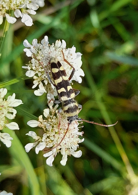 Echinocerus floralis - lucerna-darázscincér