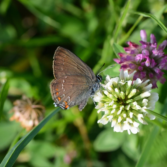 Satyrium ilicis - tölgyfa-csücsköslepke