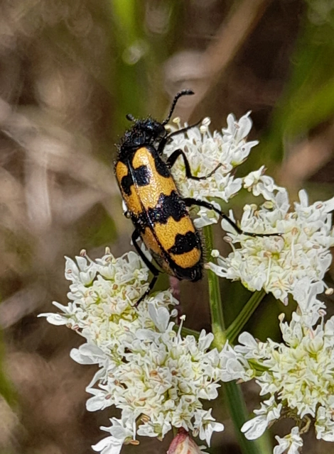 Mylabris pannonica - pannon hólyaghúzó Mylabris pannonica - pannon hólyaghúzó