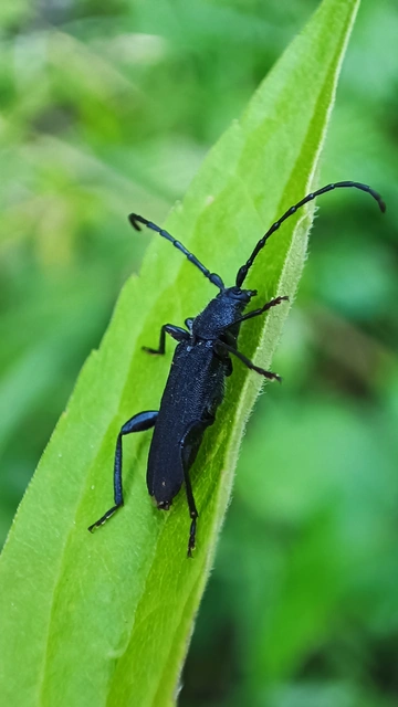 Ropalopus macropus - kis facincér Ropalopus macropus - kis facincér