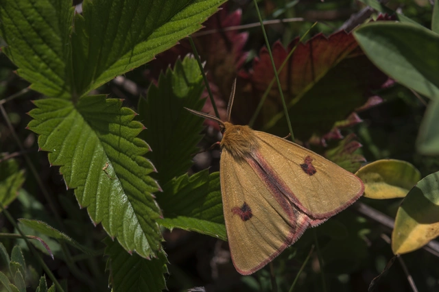 Diacrisia sannio - vörösszélű medvelepke