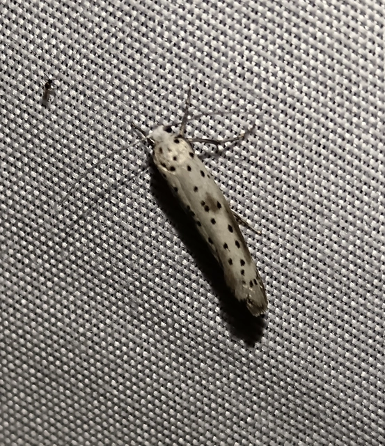Yponomeuta irrorella - pókhálós kökénymoly