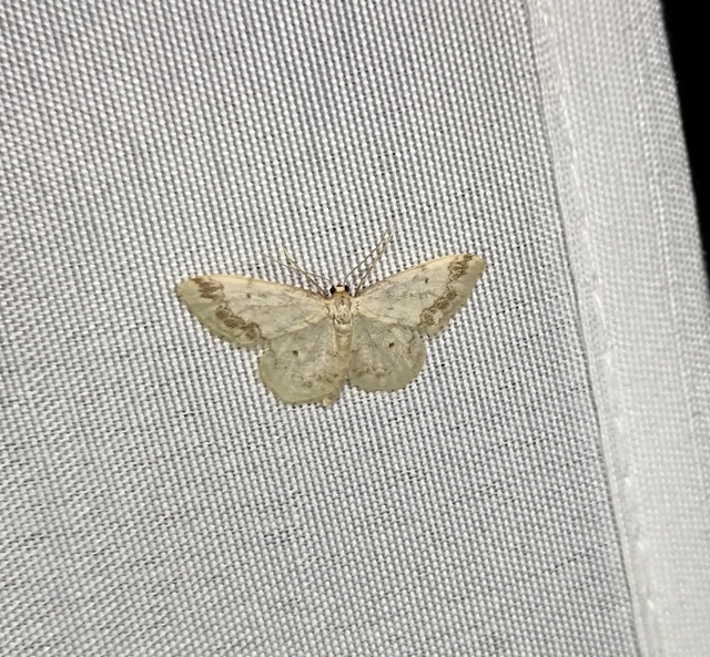 Idaea trigeminata - csúcsfoltos apróaraszoló