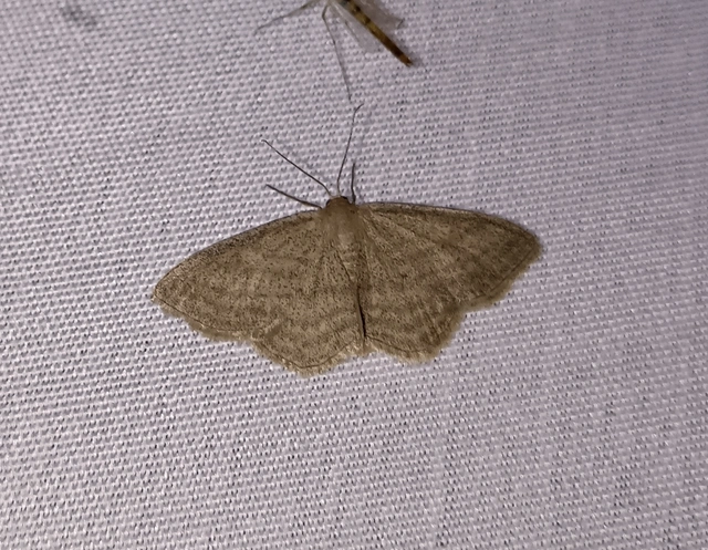 Scopula virgulata - vesszős sávosaraszoló