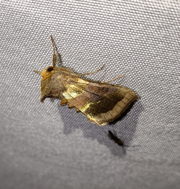 Diachrysia chrysitis - aranybagoly