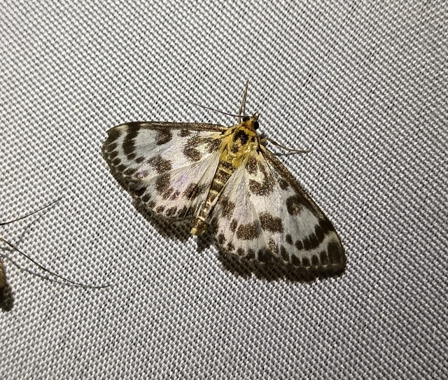 Anania hortulata - tarka csalánmoly