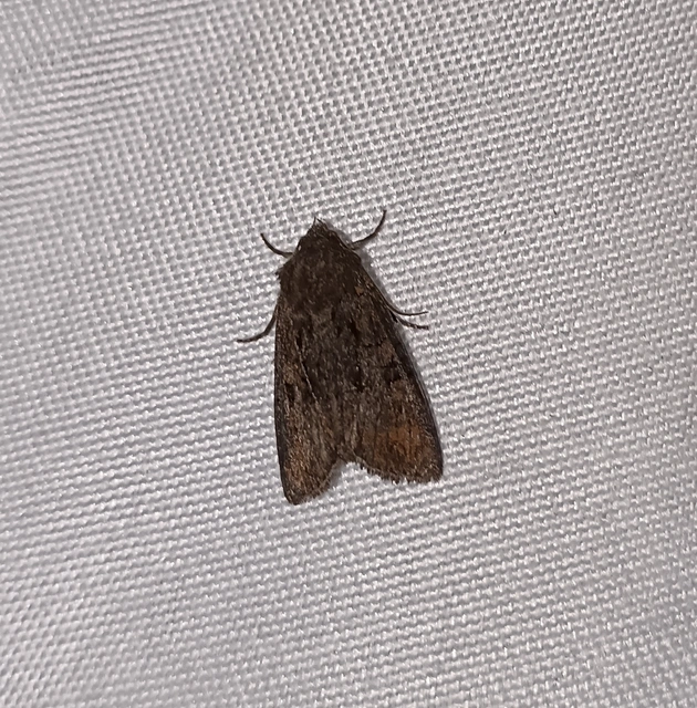 Oligia latruncula - fekete dudvabagoly