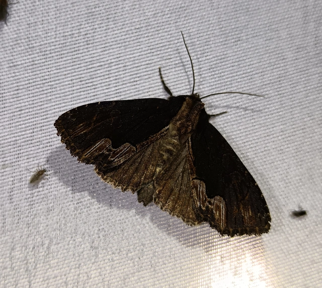 Dypterygia scabriuscula - szurokbarna nyáribagoly